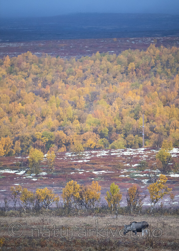 BB_20190923_0098 / Alces alces / Elg