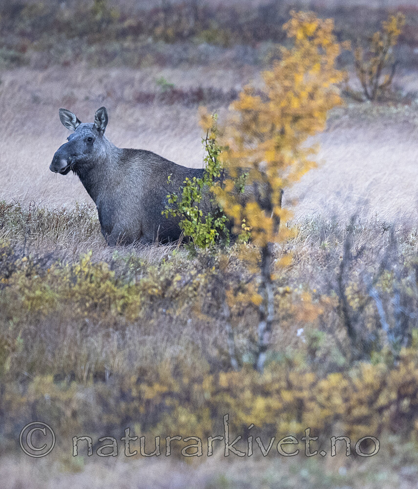 BB_20190923_0110 / Alces alces / Elg