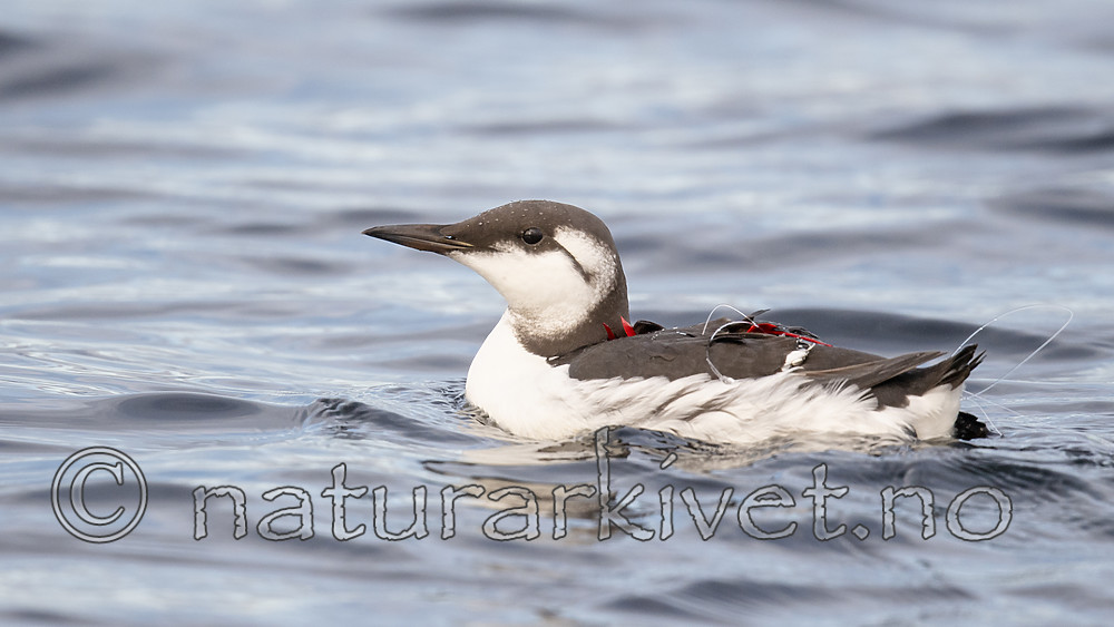 BB_20191026_0101 / Uria aalge / Lomvi