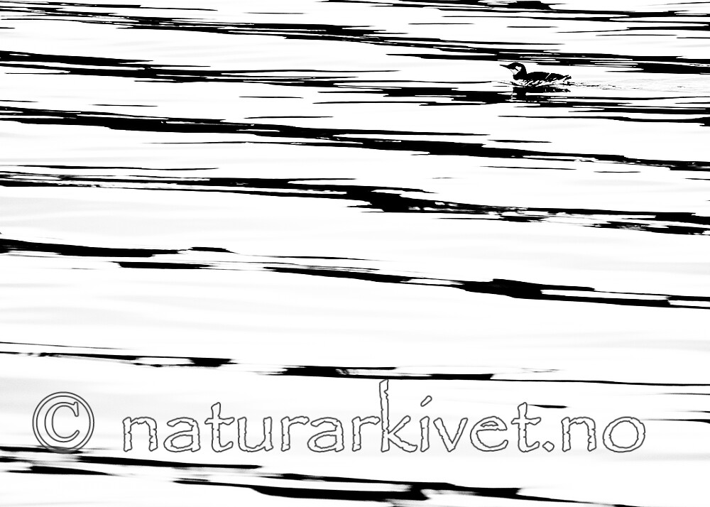 BB_20191031_0004 / Uria aalge / Lomvi