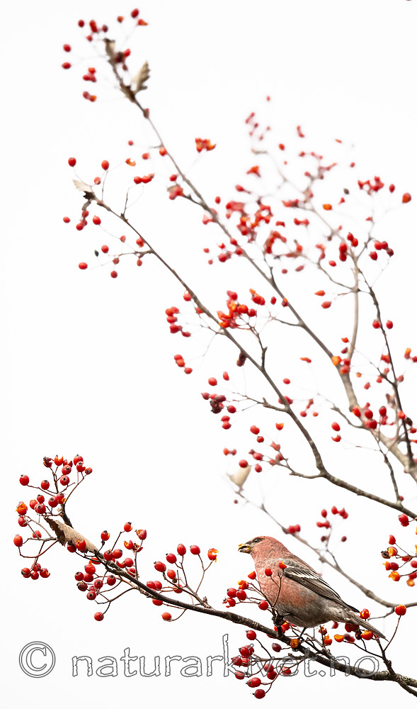 BB_20191103_0196 / Pinicola enucleator / Konglebit <br /> Sorbus intermedia / Svensk asal