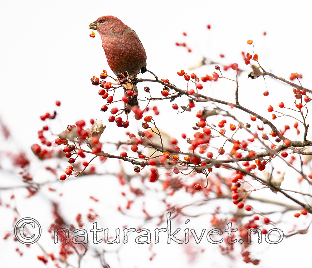 BB_20191103_0206 / Pinicola enucleator / Konglebit <br /> Sorbus intermedia / Svensk asal