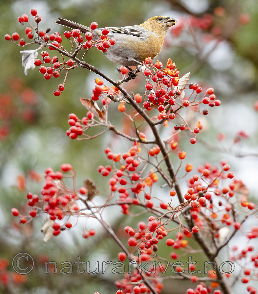 BB_20191103_0254 / Pinicola enucleator / Konglebit <br /> Sorbus intermedia / Svensk asal