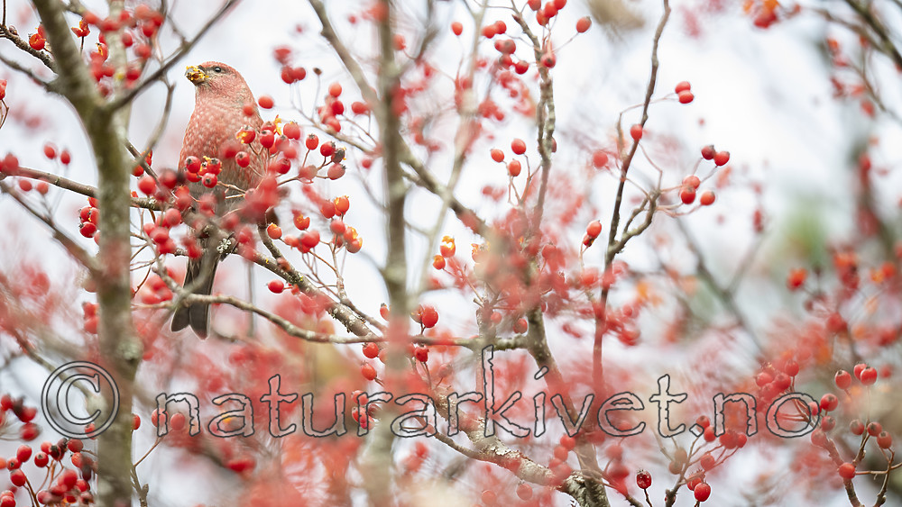 BB_20191103_0269 / Pinicola enucleator / Konglebit <br /> Sorbus intermedia / Svensk asal