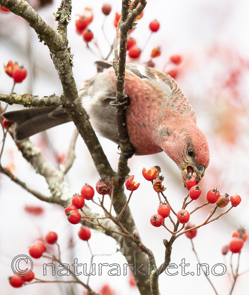 BB_20191103_0307 / Pinicola enucleator / Konglebit <br /> Sorbus intermedia / Svensk asal