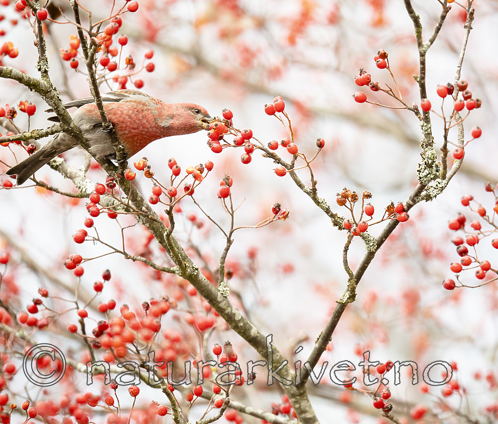 BB_20191103_0322 / Pinicola enucleator / Konglebit <br /> Sorbus intermedia / Svensk asal