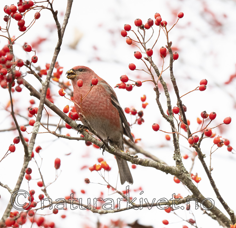 BB_20191103_0345 / Pinicola enucleator / Konglebit <br /> Sorbus intermedia / Svensk asal