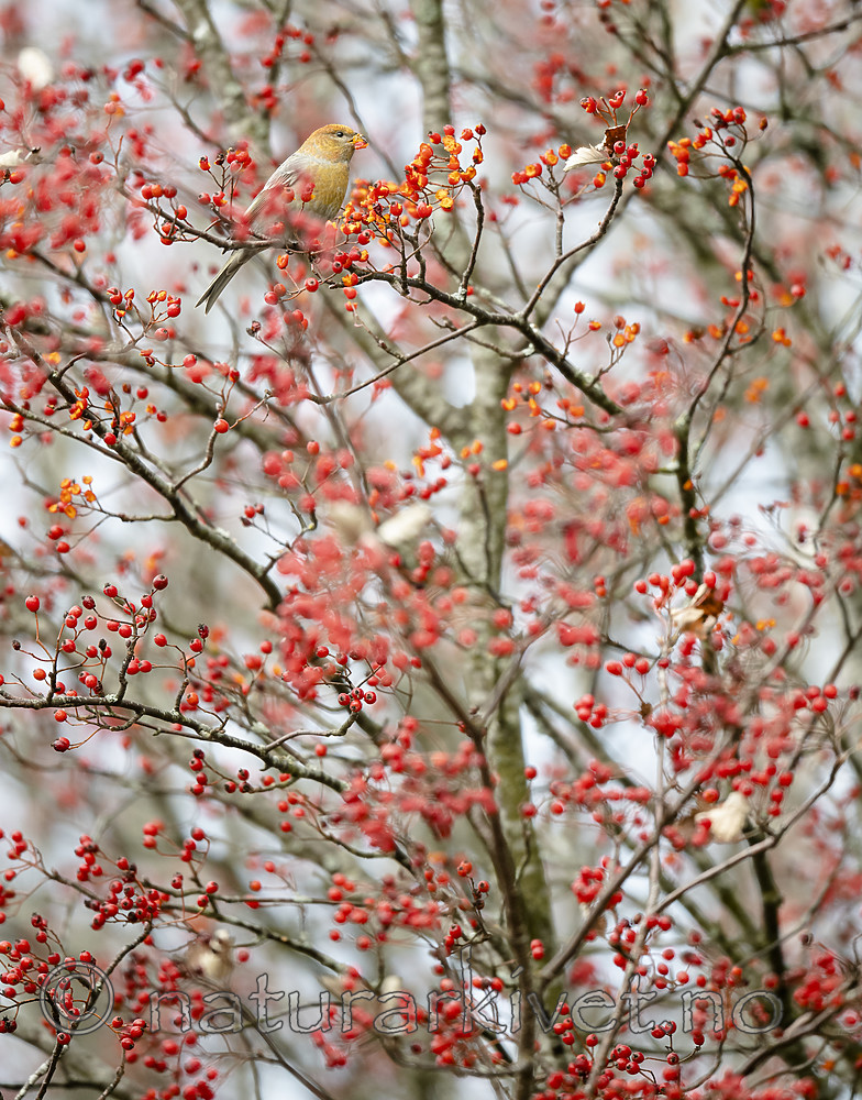 BB_20191103_0348 / Pinicola enucleator / Konglebit <br /> Sorbus intermedia / Svensk asal
