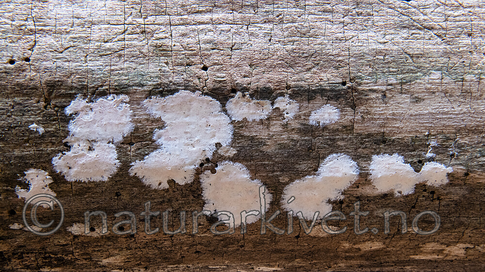 BB_20191103_0367 / Granulobasidium vellereum / Almeskinn