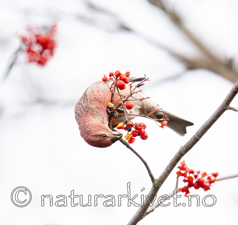 BB_20191106_0007 / Pinicola enucleator / Konglebit <br /> Sorbus aucuparia / Rogn