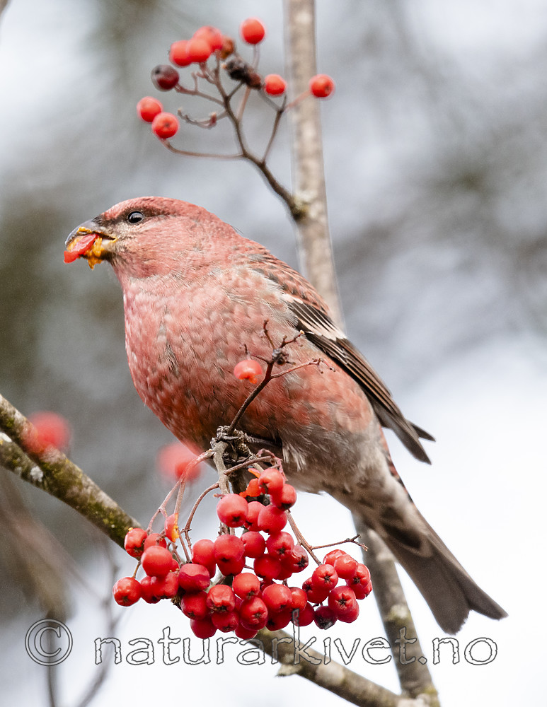 BB_20191106_0012 / Pinicola enucleator / Konglebit <br /> Sorbus aucuparia / Rogn