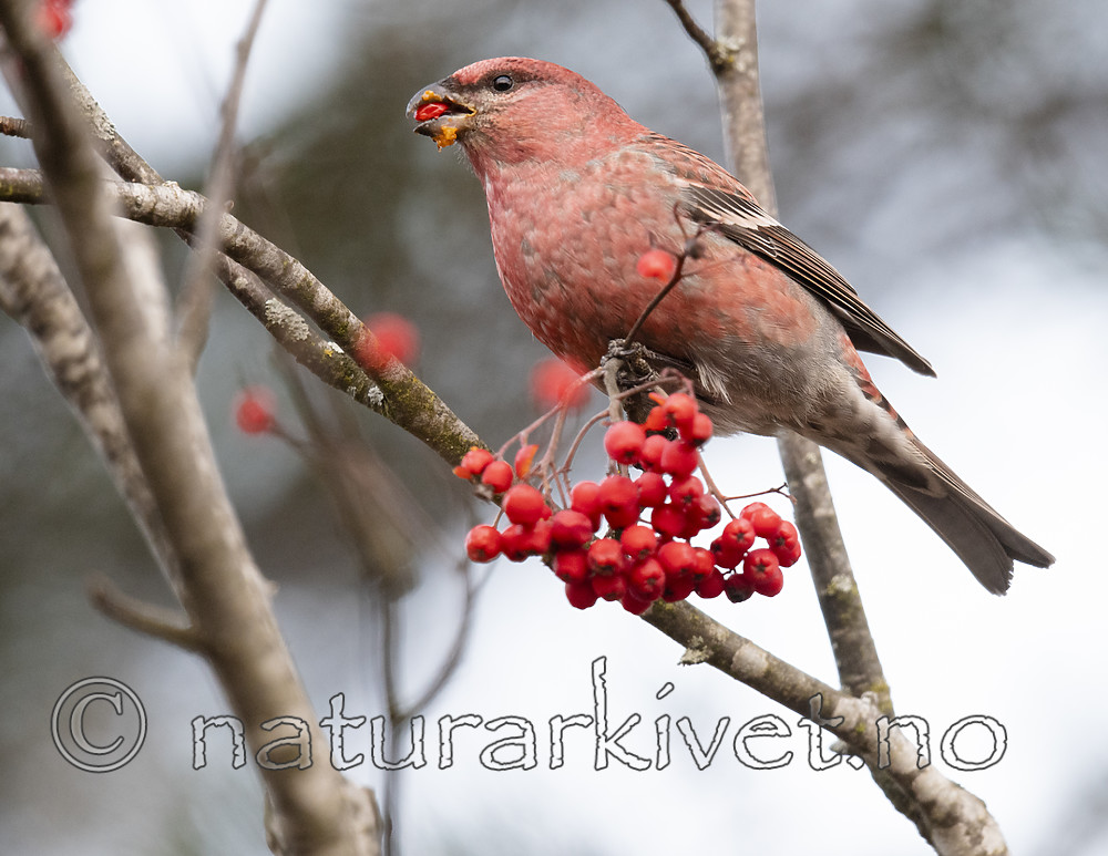 BB_20191106_0015 / Pinicola enucleator / Konglebit <br /> Sorbus aucuparia / Rogn