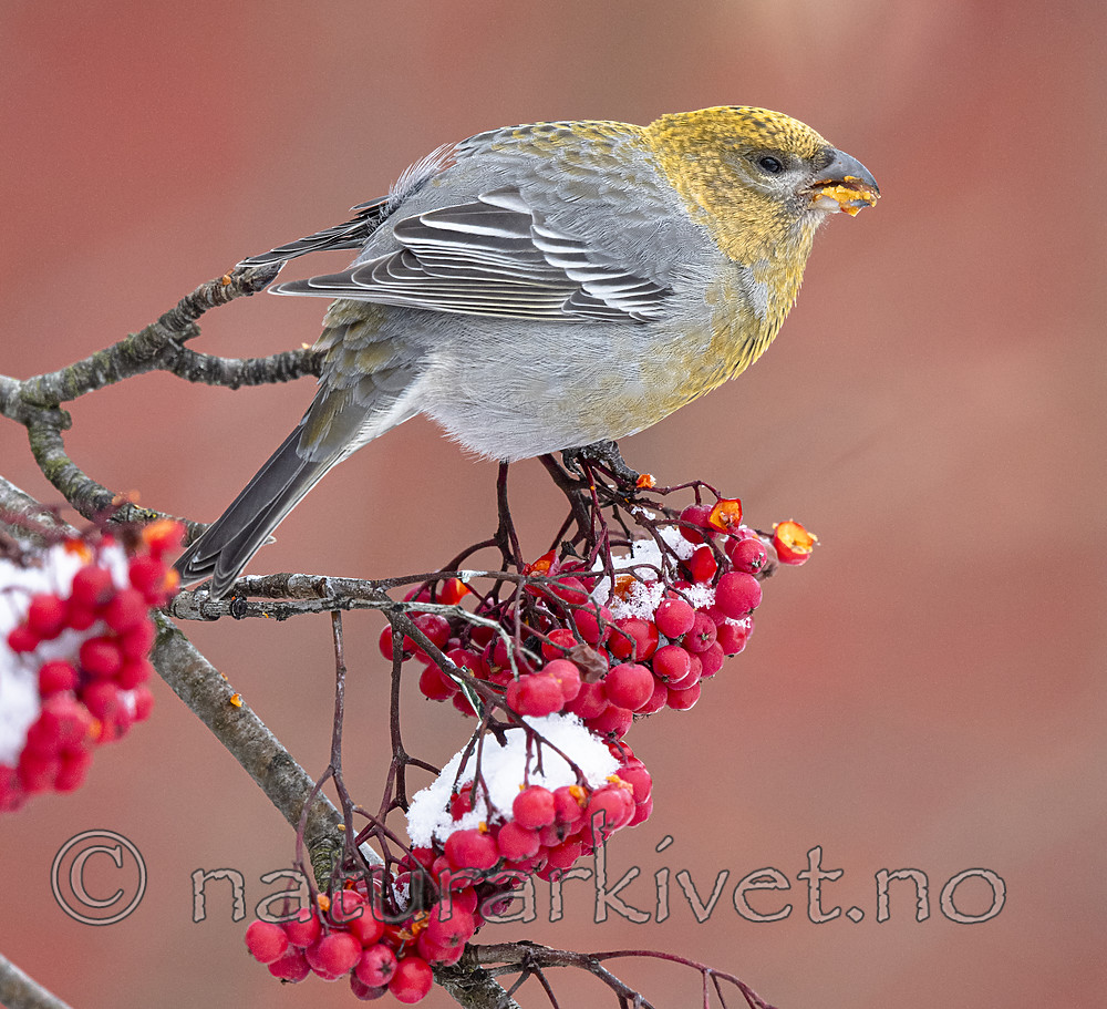 BB_20191109_0161 / Pinicola enucleator / Konglebit <br /> Sorbus aucuparia / Rogn