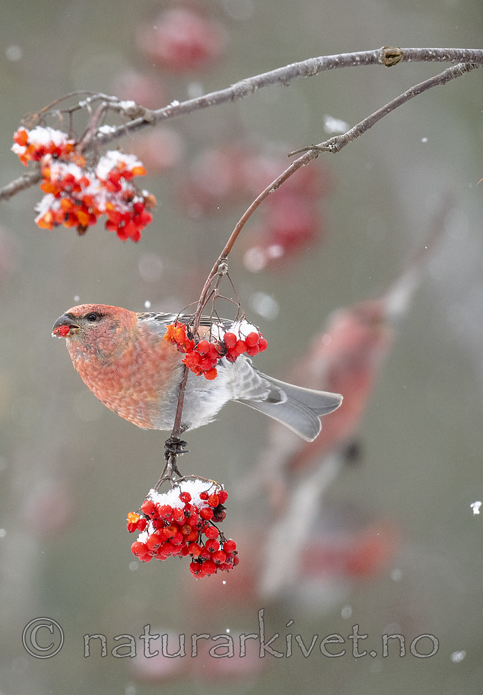 BB_20191110_0236 / Pinicola enucleator / Konglebit <br /> Sorbus aucuparia / Rogn