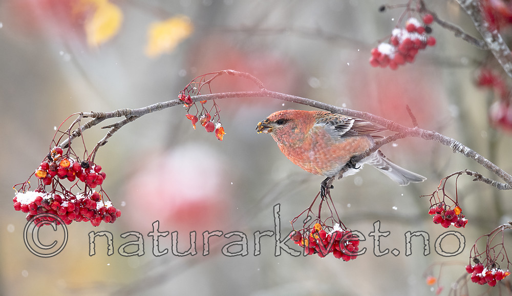 BB_20191110_0365 / Pinicola enucleator / Konglebit <br /> Sorbus aucuparia / Rogn
