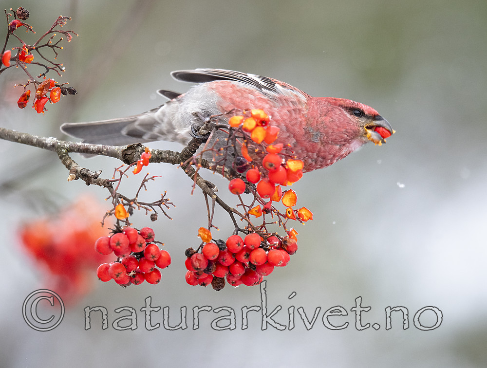 BB_20191110_0557 / Pinicola enucleator / Konglebit <br /> Sorbus aucuparia / Rogn