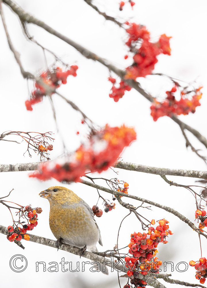 BB_20191110_1310 / Pinicola enucleator / Konglebit <br /> Sorbus aucuparia / Rogn