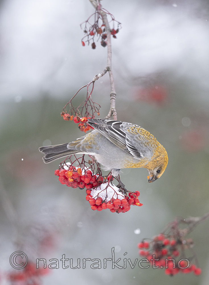 BB_20191110_1561 / Pinicola enucleator / Konglebit <br /> Sorbus aucuparia / Rogn