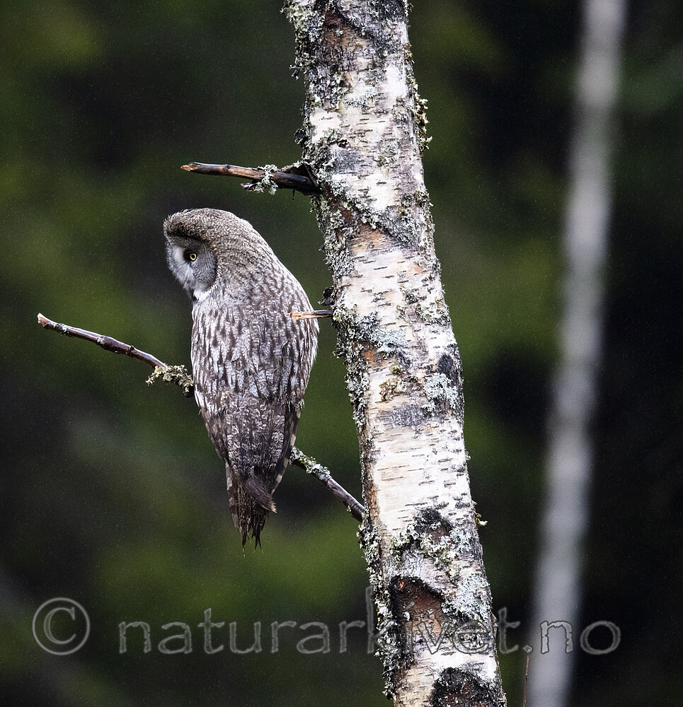 BB_20191124_0342 / Strix nebulosa / Lappugle