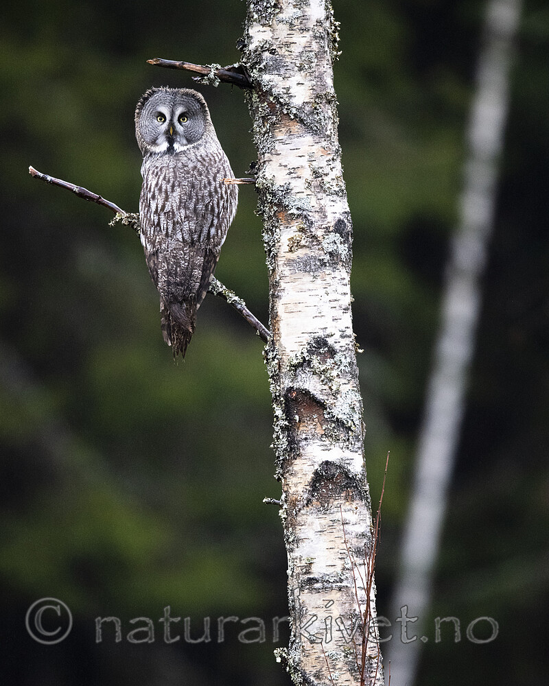 BB_20191124_0357 / Strix nebulosa / Lappugle
