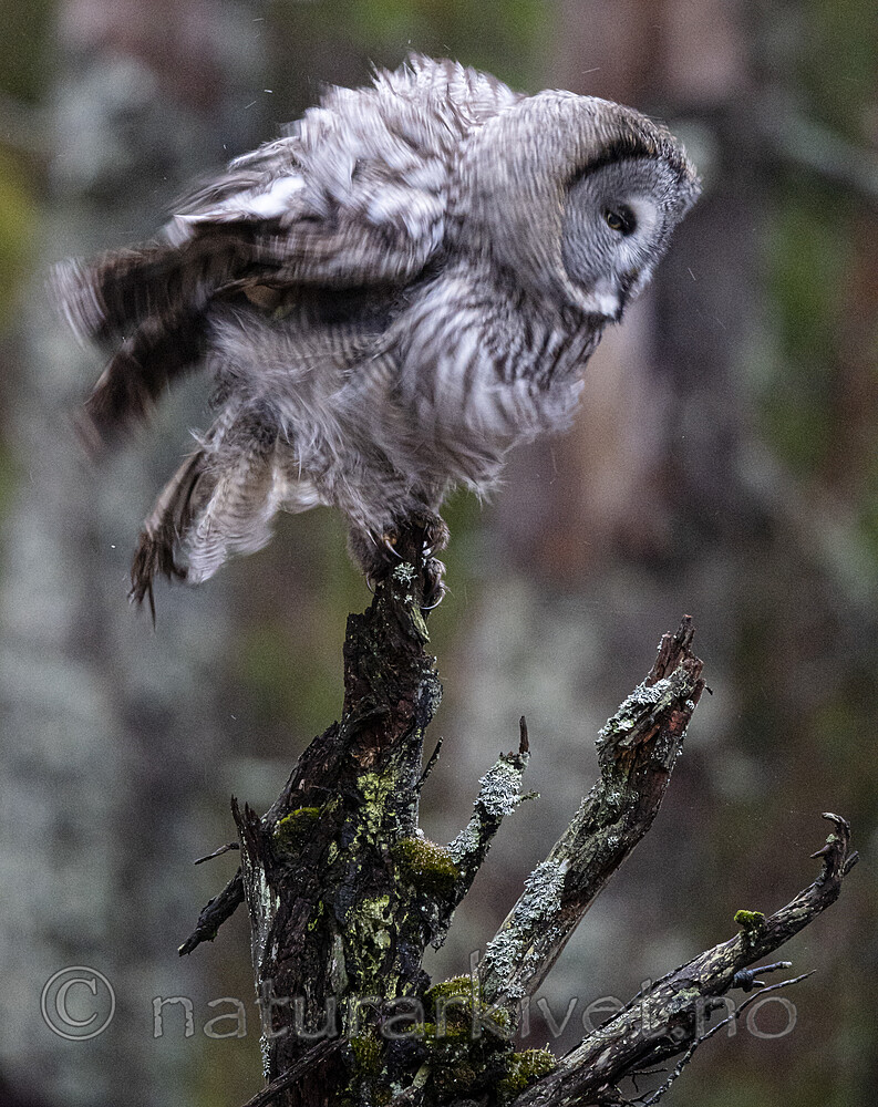 BB_20191124_0673 / Strix nebulosa / Lappugle