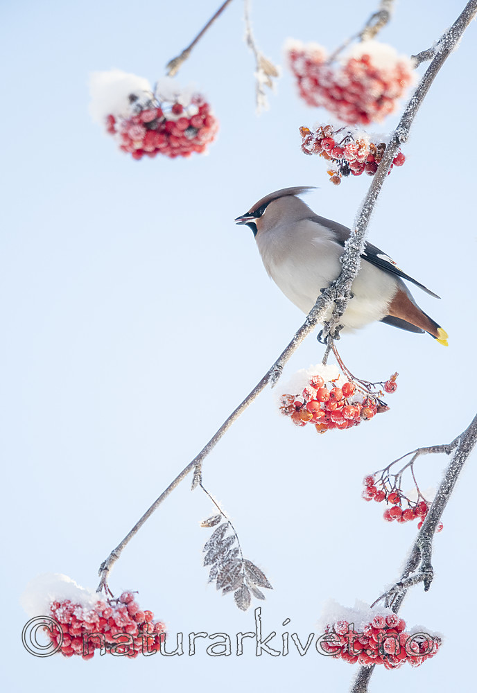 BB_20191202_0332 / Bombycilla garrulus / Sidensvans <br /> Sorbus aucuparia / Rogn