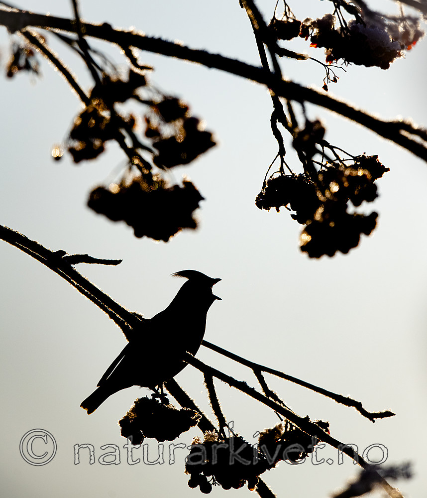 BB_20191202_0384 / Bombycilla garrulus / Sidensvans <br /> Sorbus aucuparia / Rogn