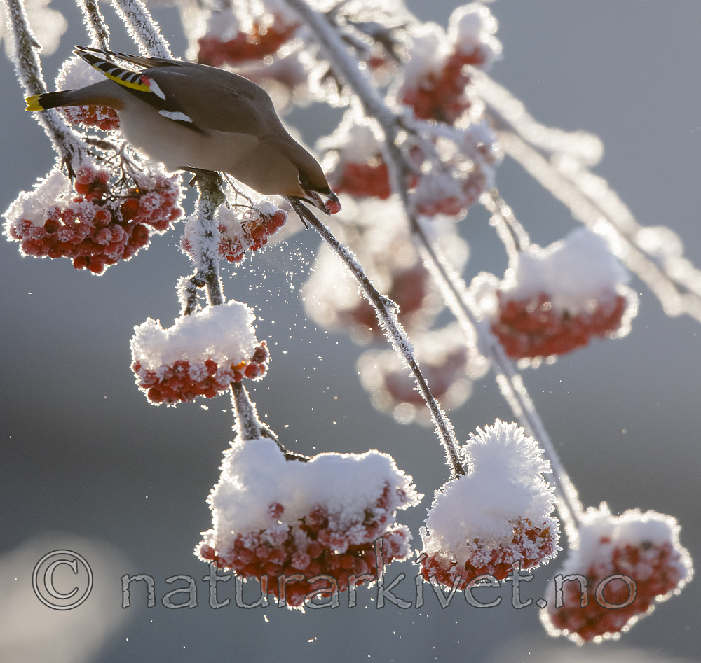 BB_20191202_0398 / Bombycilla garrulus / Sidensvans <br /> Sorbus aucuparia / Rogn