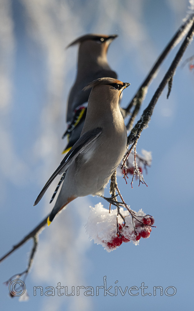 BB_20191202_0486 / Bombycilla garrulus / Sidensvans <br /> Sorbus aucuparia / Rogn
