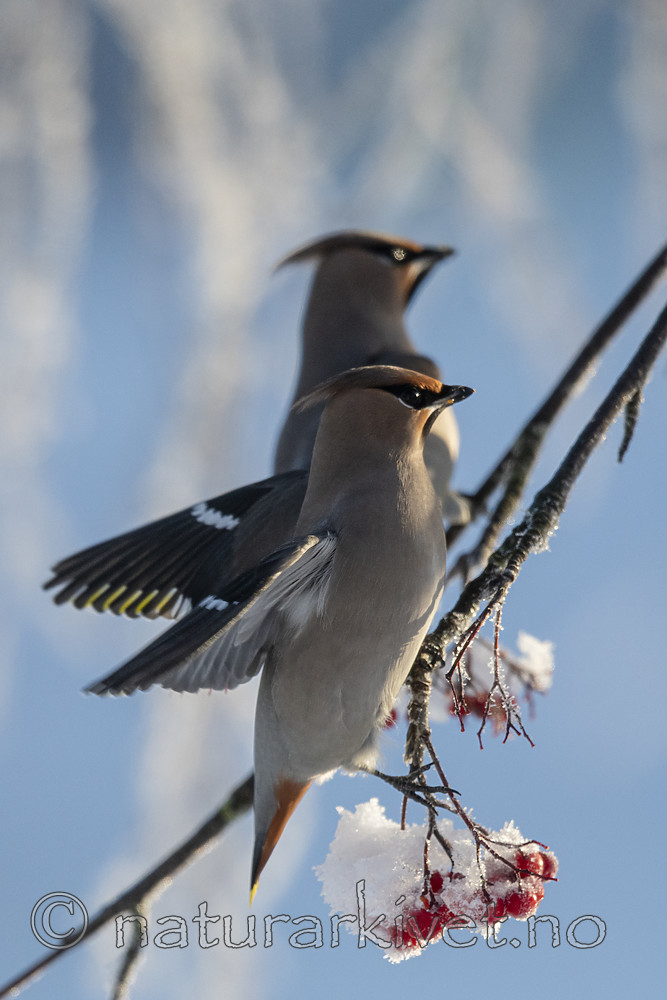 BB_20191202_0489 / Bombycilla garrulus / Sidensvans <br /> Sorbus aucuparia / Rogn