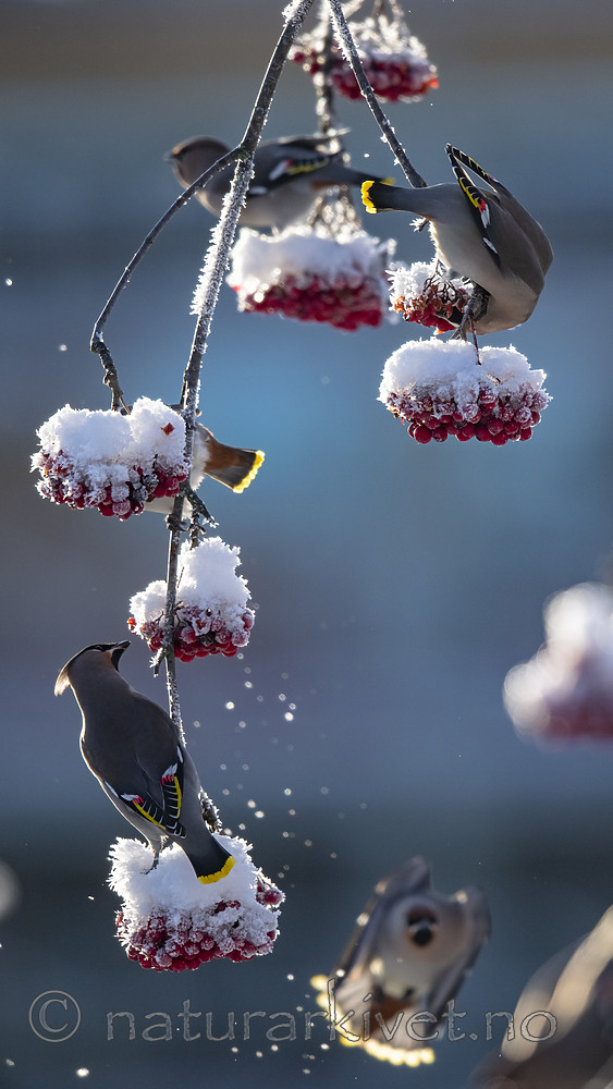 BB_20191202_0520 / Bombycilla garrulus / Sidensvans <br /> Sorbus aucuparia / Rogn