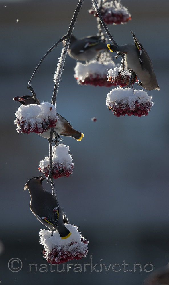BB_20191202_0523 / Bombycilla garrulus / Sidensvans <br /> Sorbus aucuparia / Rogn