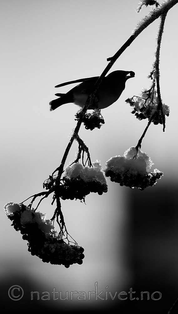 BB_20191202_0527 / Bombycilla garrulus / Sidensvans <br /> Sorbus aucuparia / Rogn