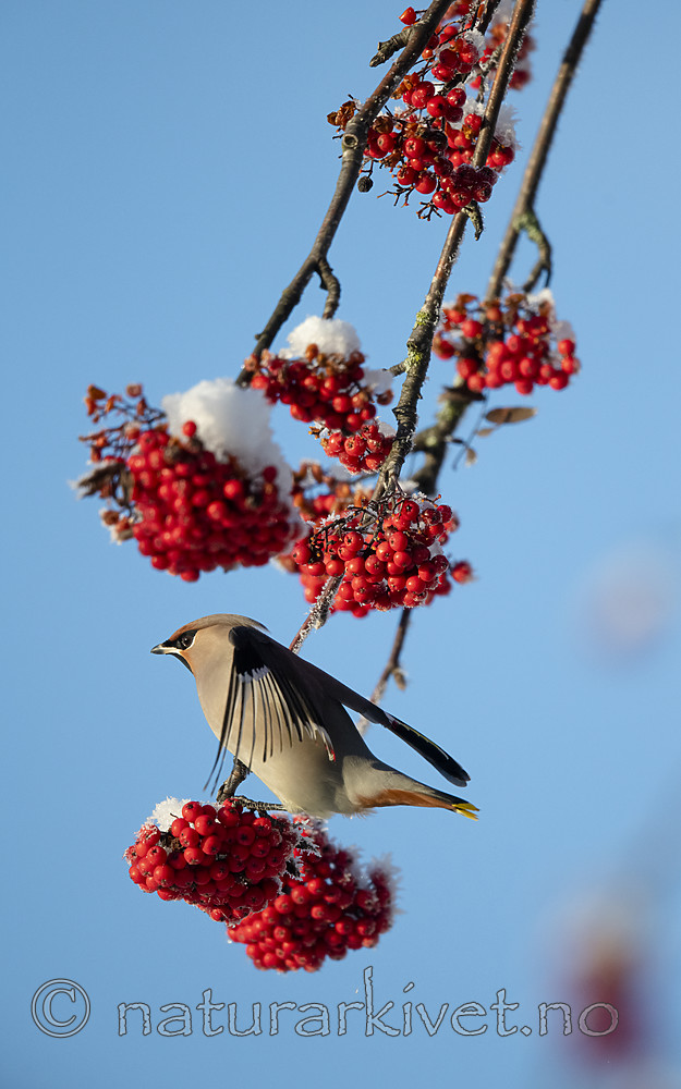 BB_20191202_0601 / Bombycilla garrulus / Sidensvans <br /> Sorbus aucuparia / Rogn