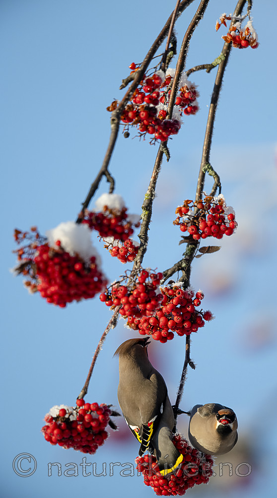 BB_20191202_0622 / Bombycilla garrulus / Sidensvans <br /> Sorbus aucuparia / Rogn