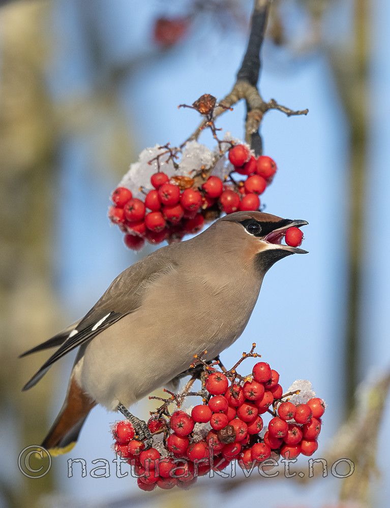BB_20191202_0667 / Bombycilla garrulus / Sidensvans <br /> Sorbus aucuparia / Rogn