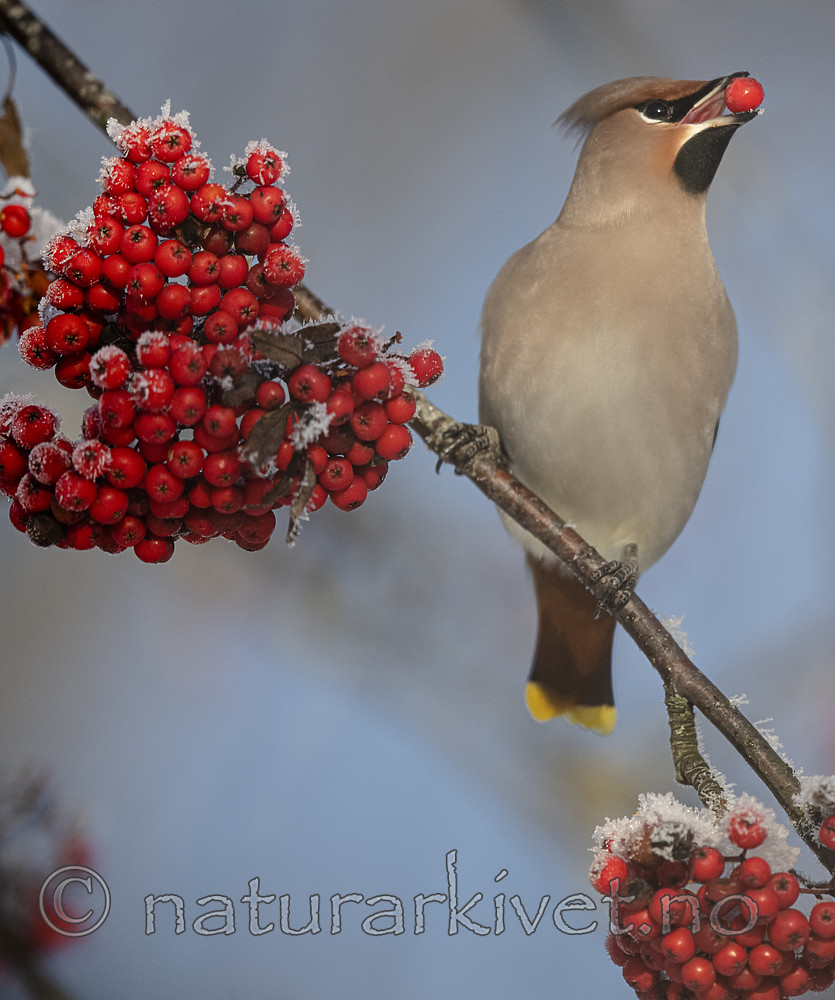 BB_20191202_0675 / Bombycilla garrulus / Sidensvans <br /> Sorbus aucuparia / Rogn