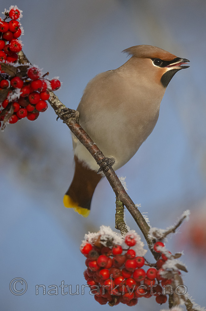 BB_20191202_0677 / Bombycilla garrulus / Sidensvans <br /> Sorbus aucuparia / Rogn