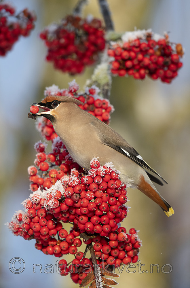 BB_20191202_0684 / Bombycilla garrulus / Sidensvans <br /> Sorbus aucuparia / Rogn