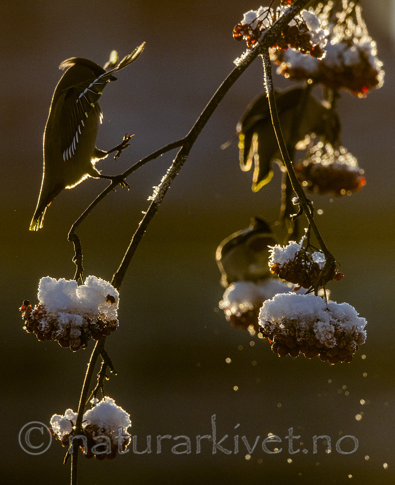 BB_20191202_0703 / Bombycilla garrulus / Sidensvans <br /> Sorbus aucuparia / Rogn