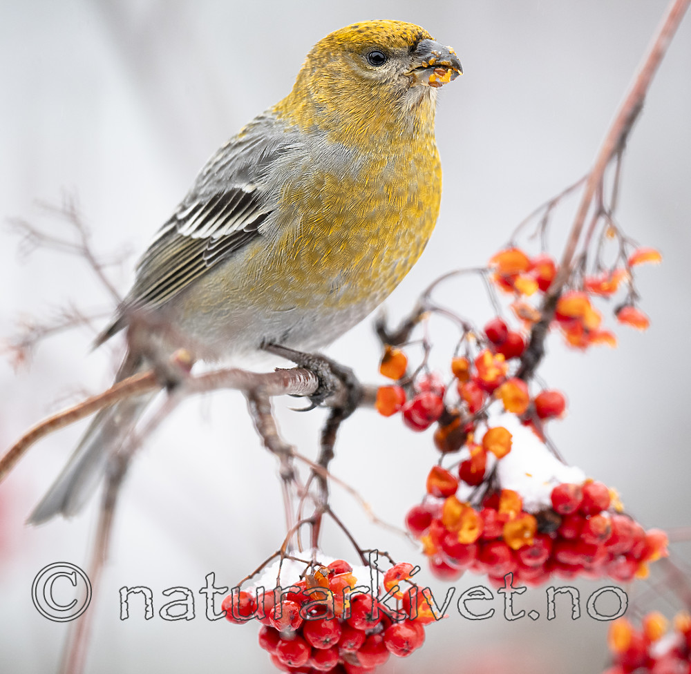 BB_20191208_0428 / Pinicola enucleator / Konglebit <br /> Sorbus aucuparia / Rogn