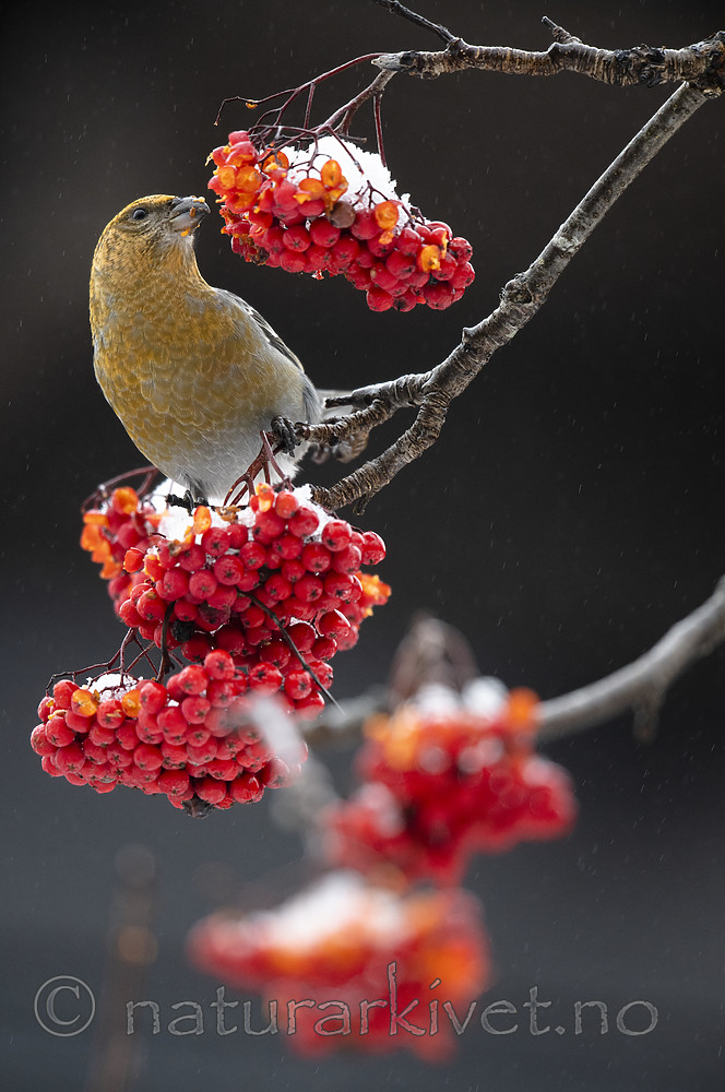 BB_20191208_0492 / Pinicola enucleator / Konglebit <br /> Sorbus aucuparia / Rogn