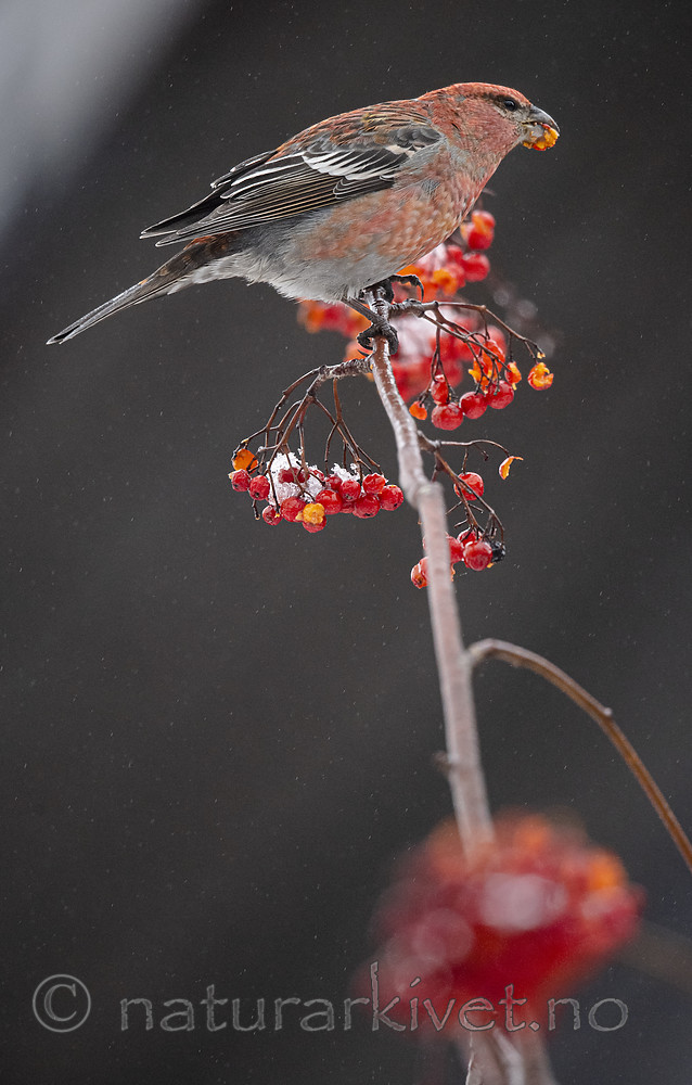 BB_20191208_0505 / Pinicola enucleator / Konglebit <br /> Sorbus aucuparia / Rogn