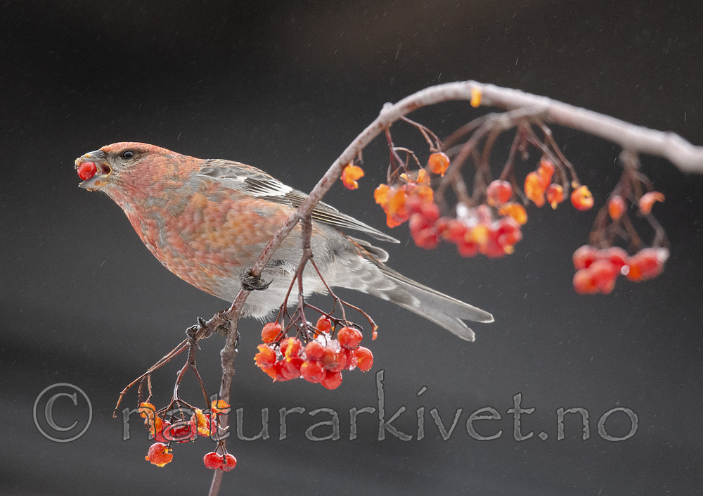 BB_20191208_0530 / Pinicola enucleator / Konglebit <br /> Sorbus aucuparia / Rogn