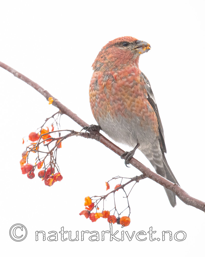 BB_20191208_0547 / Pinicola enucleator / Konglebit <br /> Sorbus aucuparia / Rogn