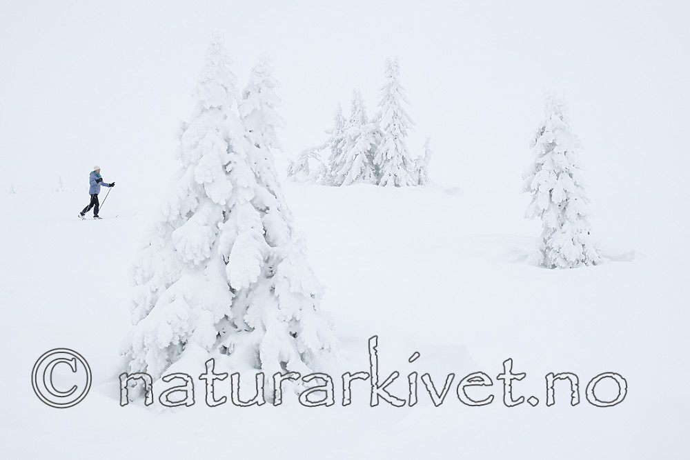 BB_20191214_0040 / Picea abies / Gran