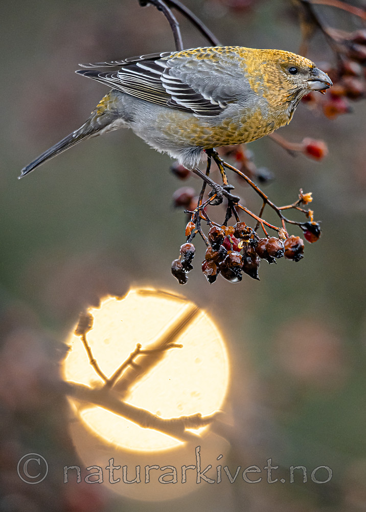 BB_20191222_0040 / Pinicola enucleator / Konglebit