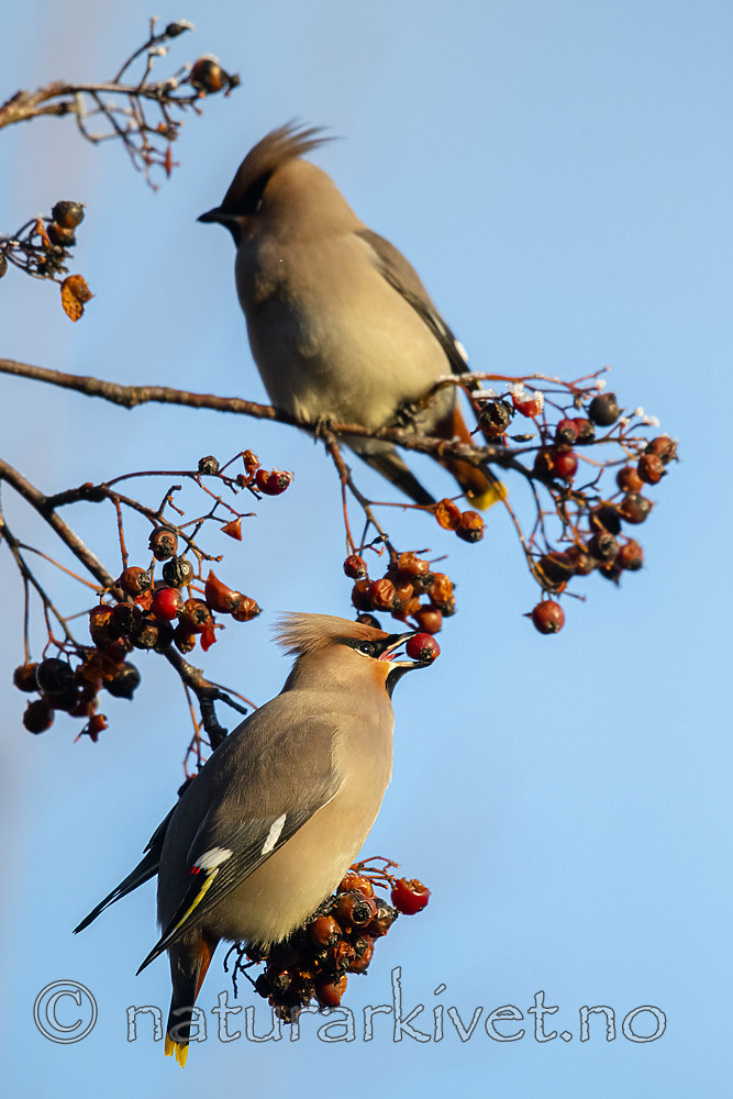 BB_20191227_0016 / Bombycilla garrulus / Sidensvans