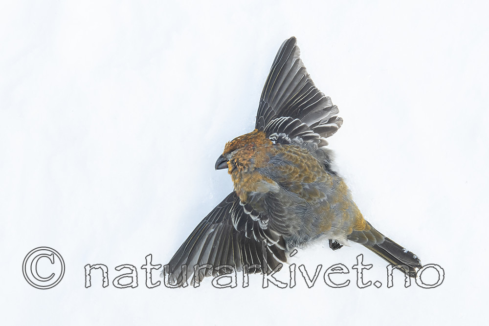 BB_20191231_0015 / Pinicola enucleator / Konglebit