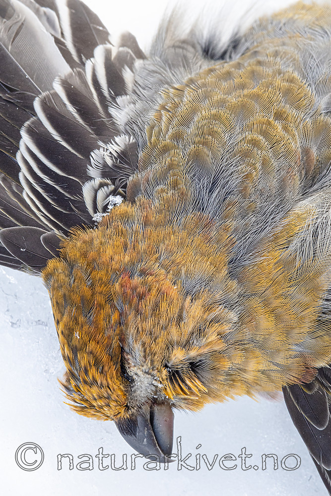 BB_20191231_0018 / Pinicola enucleator / Konglebit